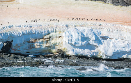 Linie von adelie Penguin (pygoscelis adeliae) Kolonie an Hope Bay, trinity Halbinsel, Antarktische Halbinsel Stockfoto