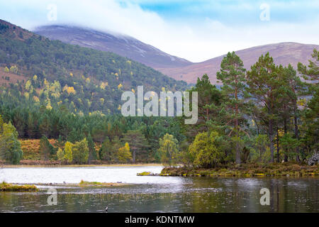 Herbst Farben über Loch gamhna auf der Rothiemurchus Estate und unter den rothiemurchus Wald ein Nebenfluss ein eilen, Aviemore, Schottland, Loch, Großbritannien Stockfoto