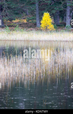 Herbst Farben über Loch gamhna auf der Rothiemurchus Estate und unter den rothiemurchus Wald ein Nebenfluss ein eilen, Aviemore, Schottland, Loch, Großbritannien Stockfoto