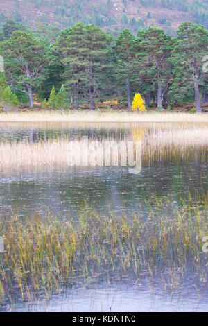 Herbst Farben über Loch gamhna auf der Rothiemurchus Estate und unter den rothiemurchus Wald ein Nebenfluss ein eilen, Aviemore, Schottland, Loch, Großbritannien Stockfoto