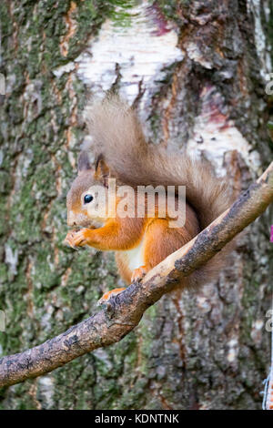 Eichhörnchen (sciurus vulgaris), die in Großbritannien setzte sich auf eine Niederlassung Essen im rothiemurchus Wald am Rothiemurchus Estate, Schottland, Großbritannien Stockfoto