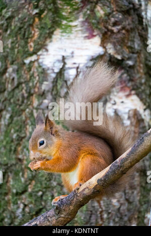 Eichhörnchen (sciurus vulgaris), die in Großbritannien setzte sich auf eine Niederlassung Essen im rothiemurchus Wald am Rothiemurchus Estate, Schottland, Großbritannien Stockfoto