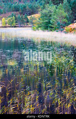 Herbst Farben über Loch gamhna auf der Rothiemurchus Estate und unter den rothiemurchus Wald ein Nebenfluss ein eilen, Aviemore, Schottland, Loch, Großbritannien Stockfoto