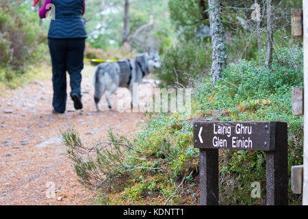 Einsame weibliche Wanderer mit Hund in Richtung Lairig Ghru Pass Trail vom Loch ein eilein auf der Rothiemurchus Estate und Wald Stockfoto