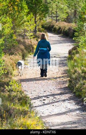 Womand walking Husky Hund an der Leine entlang einer Forststraße auf Glenmore Forest Gleichheit im Herbst Sonnenschein in der Nähe von Aviemore, Schottland, Großbritannien Stockfoto