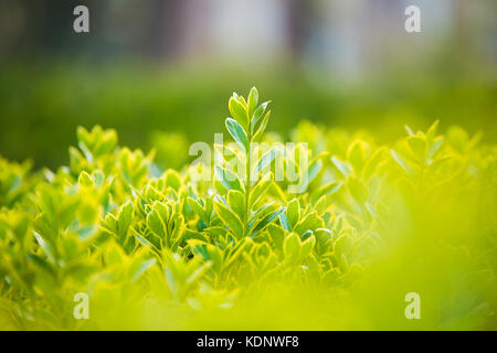 Gefallenen Blätter im Herbst auf Gras im sonnigen Morgen Licht, Farben Foto Stockfoto