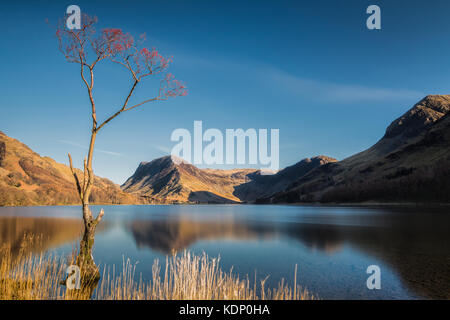 Der einsame Baum an buttermere See mit Fleetwith Hecht in den Abstand, den Lake District, Cumbria, England, Großbritannien Stockfoto