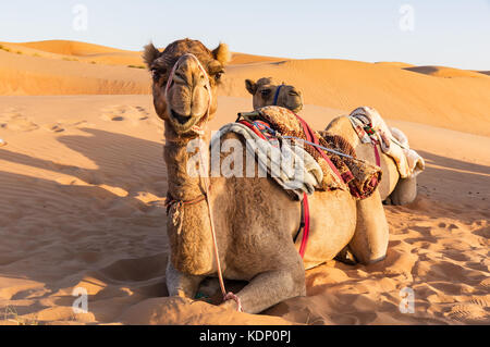 Close-up auf dem Kamel im Oman Wüste Stockfoto