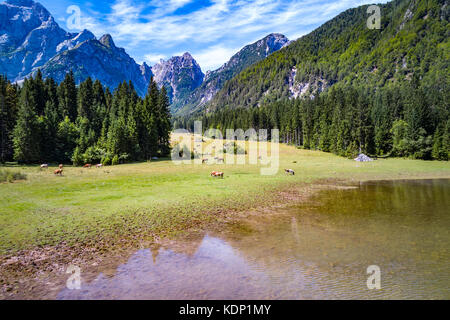 Pferde auf der grünen Wiese grasen. See Lago di Fusine superiore Italien Alpen. Stockfoto