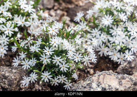 Phlox „Schneeflocke“ zum Steingarten Weiße Blumen Boden bedecken Pflanzen alpinen Pflanzen Felsstein Stockfoto