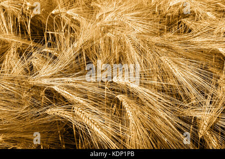 Wunderschönes Barley Field in der Ernte. Stockfoto