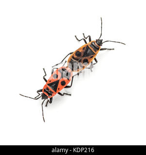 Firebug, pyrrhocoris apterus Stockfoto