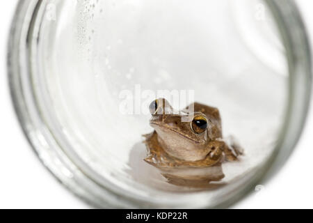 Gemeinsame Frosch im Glas, isoliert auf weißem Stockfoto