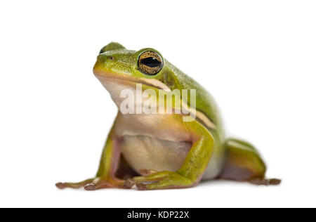 Amerikanische Green Tree Frog, isoliert auf weißem Stockfoto