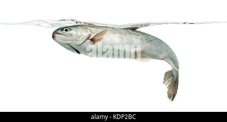 Blue Rainbow Trout Schwimmen unter Wasser, auf weissem isoliert Stockfoto