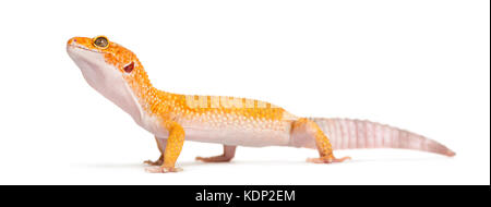 Leopard gecko stehen, isoliert auf weißem Stockfoto