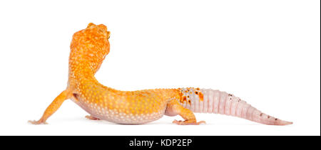 Leopard gecko stehen, isoliert auf weißem Stockfoto