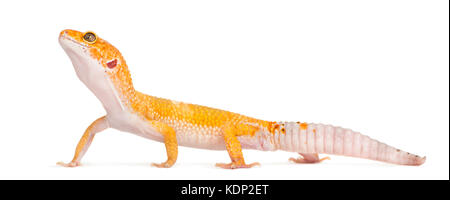 Leopard gecko stehen, isoliert auf weißem Stockfoto