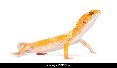 Leopard gecko stehen, isoliert auf weißem Stockfoto