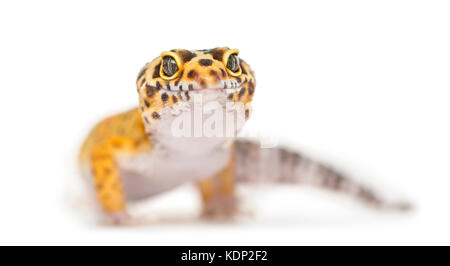 Nahaufnahme eines Leopard gecko, auf weissem isoliert Stockfoto