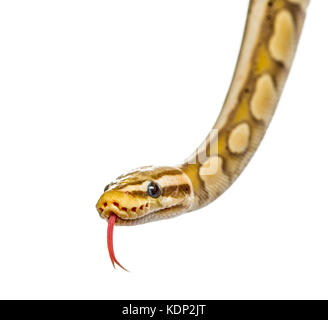 Nahaufnahme einer firefly Python, auf weissem isoliert Stockfoto