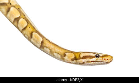 Nahaufnahme einer firefly Python, auf weissem isoliert Stockfoto