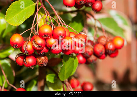 Beeren der Holzbär coccinea 'Red Column'. Stockfoto