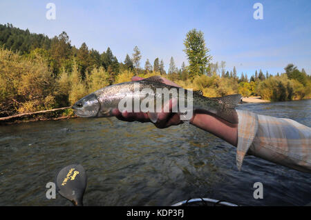 Eine kleine Steelhead gefangen und veröffentlicht auf der schönen Trinity River. Stockfoto