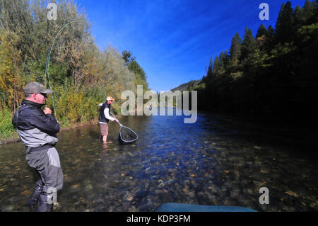 Ein Fliegenfischer Haken eine schöne Steelhead auf der schönen Trinity River und sein Führer Netze es! Stockfoto