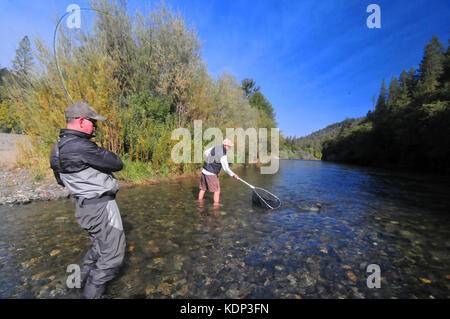 Ein Fliegenfischer Haken eine schöne Steelhead auf der schönen Trinity River und sein Führer Netze es! Stockfoto