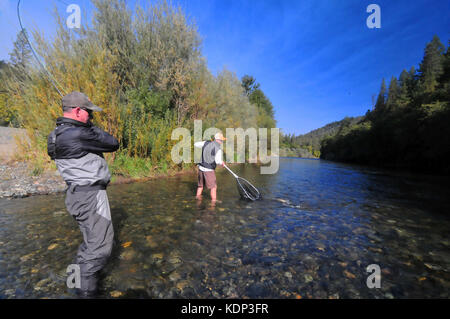 Ein Fliegenfischer Haken eine schöne Steelhead auf der schönen Trinity River und sein Führer Netze es! Stockfoto