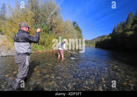 Ein Fliegenfischer Haken eine schöne Steelhead auf der schönen Trinity River und sein Führer Netze es! Stockfoto
