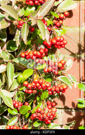 Beeren auf holzbär coccinea 'Red Column' bis die Wand ausgebildet. Stockfoto