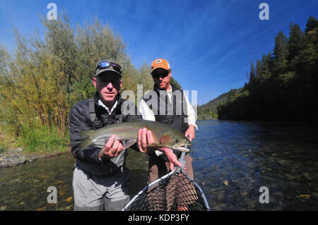Ein Fliegenfischer Haken eine schöne Steelhead auf der schönen Trinity River und sein Führer Netze es! Stockfoto