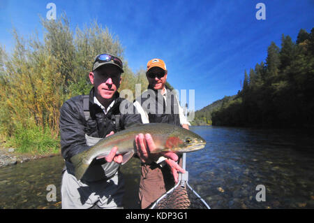 Ein Fliegenfischer Haken eine schöne Steelhead auf der schönen Trinity River und sein Führer Netze es! Stockfoto