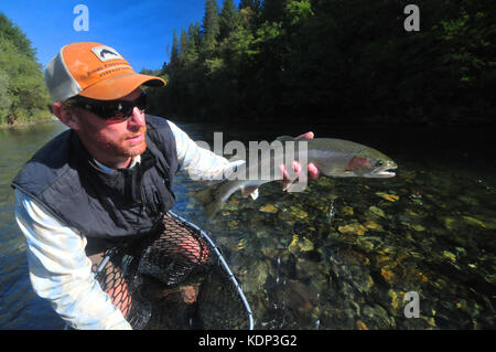 Eine Fliege Fischer hält eine schöne Steelhead auf der schönen Trinity River. Stockfoto