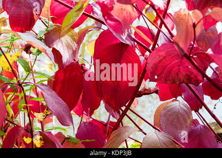 Rote Blätter und Stängel der Sibirischen hartriegel oder Cornus alba ibirica' Stockfoto