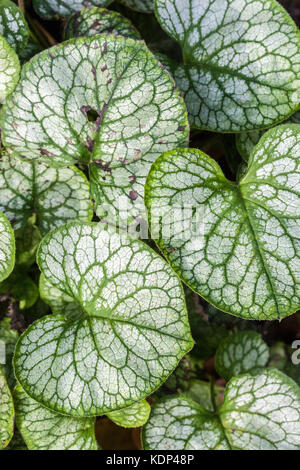 Brunnera Macrophylla 'Herr Morse', Blätter Stockfoto