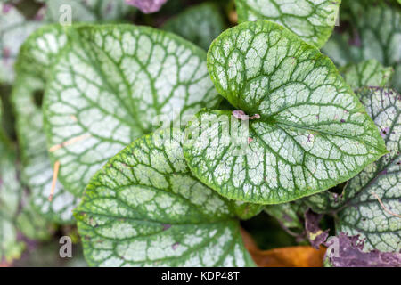 Brunnera Macrophylla 'Herr Morse', Blätter Stockfoto