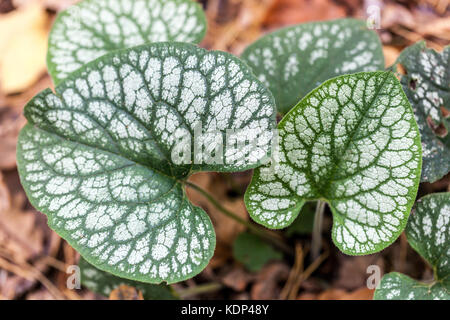 Brunnera Macrophylla 'Herr Morse', Blätter Stockfoto