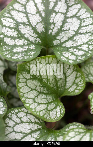 Brunnera Macrophylla 'Herr Morse', Blätter Stockfoto