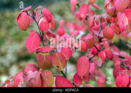 Oder Yeddo bitchiu Viburnum Viburnum, Viburnum bitchiuense, Blätter im Herbst Farbe Stockfoto