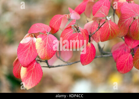 Bitchiu Viburnum oder Yeddo Viburnum Herbst Viburnum Bitchiuense rote Blätter in Herbstfarbe Stockfoto