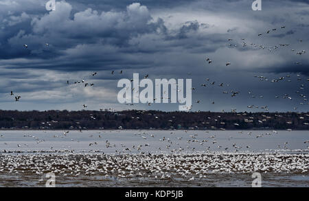 Schnee Gänse (Anser Caerulescens) Landung am Ufer des St. Lawrence River an der Kappe Rouge in Quebec City, weiß vor einem stürmischen Himmel migrieren Stockfoto