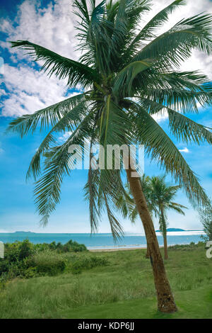 Palm Tree tropischen Meer Landschaft Stockfoto