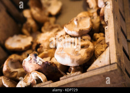 Detailansicht auf Shiitake Pilze im Container in Essen shop Stockfoto