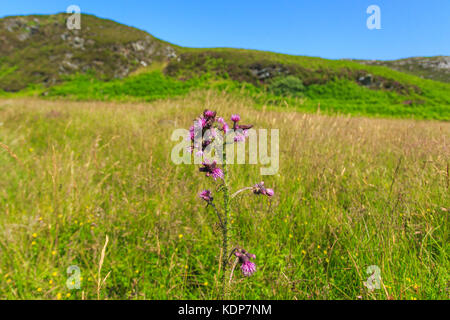 Eine einzige Distel wächst in der Nähe von mallaig in den Highlands von Schottland Stockfoto