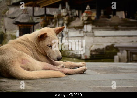 Einen ruhenden Hund in gunug Kawi tampaksiring, kabupaten Gianyar, Bali Stockfoto