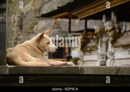 Einen ruhenden Hund in gunug Kawi tampaksiring, kabupaten Gianyar, Bali Stockfoto