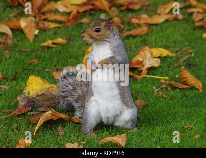 Graue Eichhörnchen stehend auf Gras Herbst Blätter auf dem Boden Stockfoto